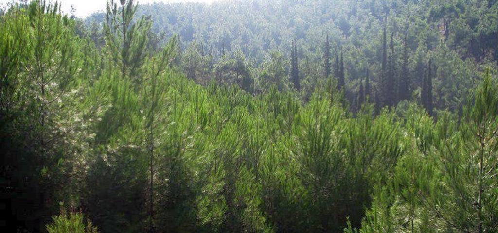 Το ΤΑΙΠΕΔ ολοκλήρωσε το σχέδιο προστασίας δασών Anti-Nero